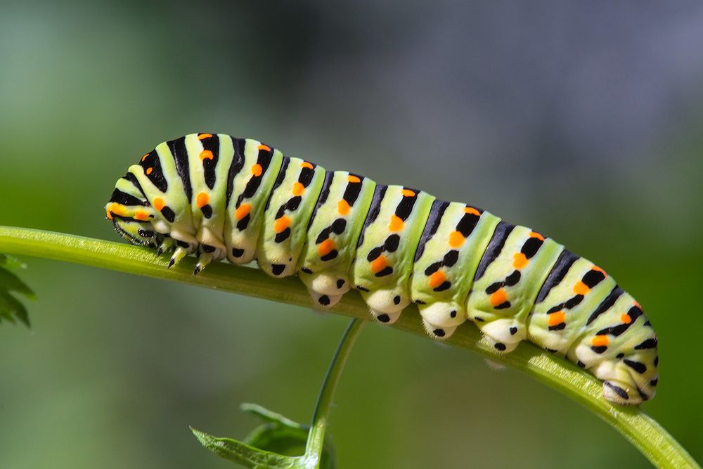 Photograph by Matko Matkovic