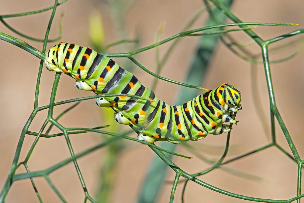 Photograph by Matko Matkovic