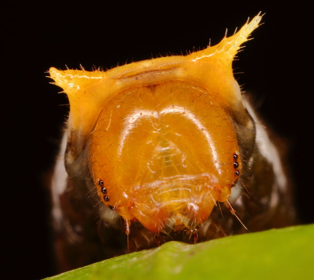 Во все глаза.