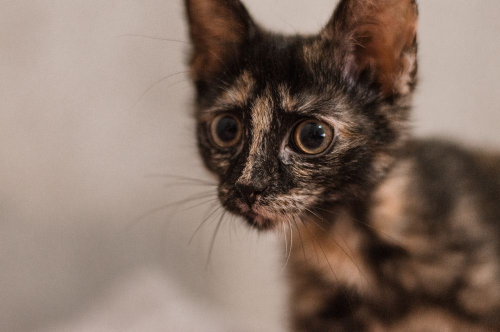 Фотография автора Мария Михайлова