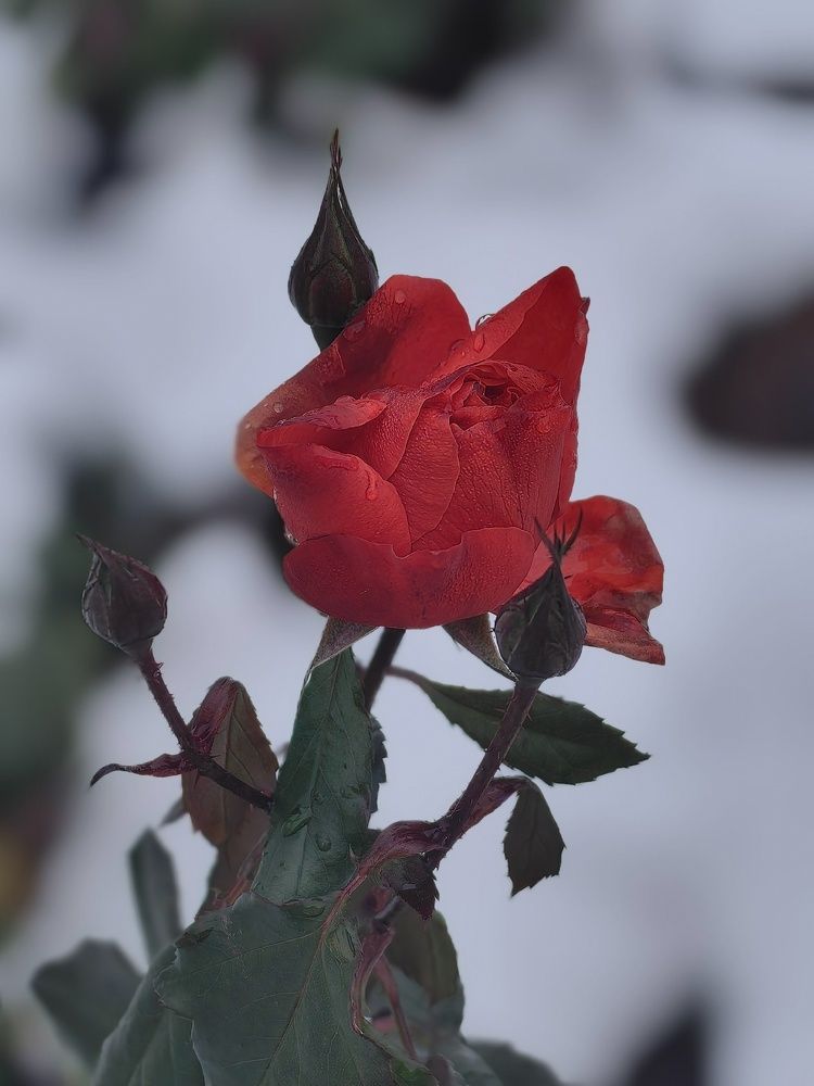 Photograph by Натали Захарова (Тай)