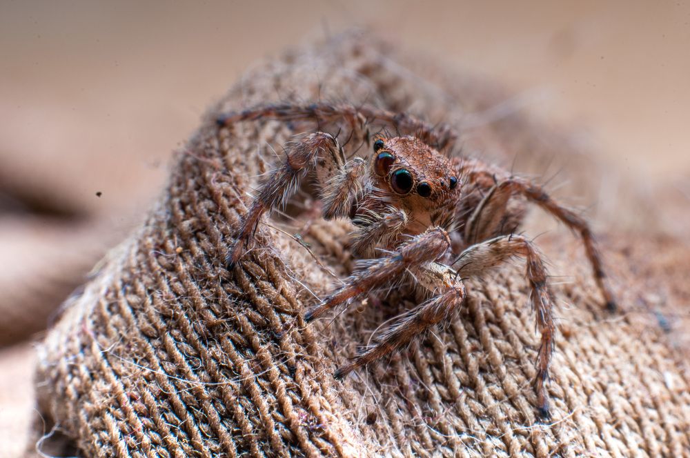 Photograph by Chamara Sulakkhana Polwatta Siriyalage