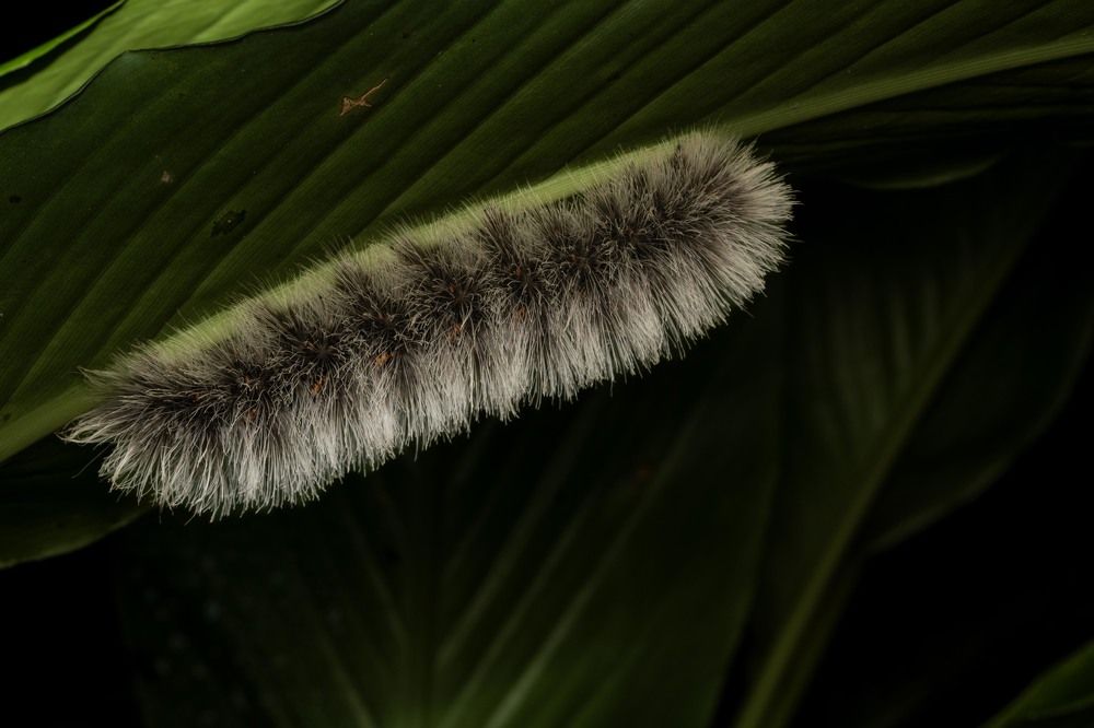 Photograph by Nimish Peter