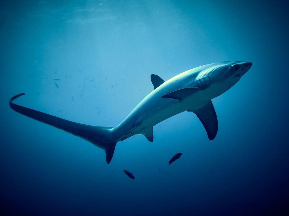 Photograph by Юрий Журавлев