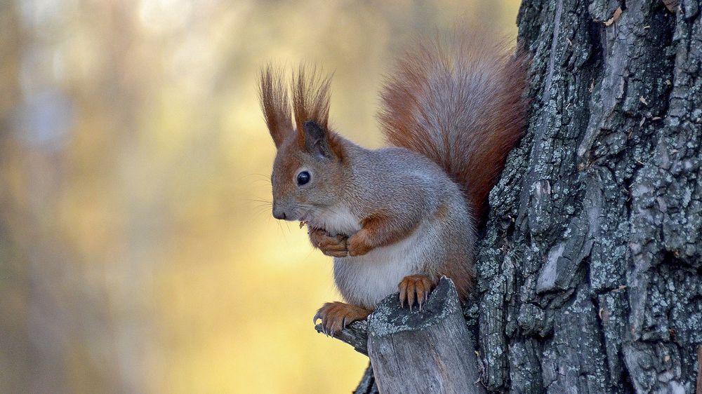 Заглатнула свой кусочек