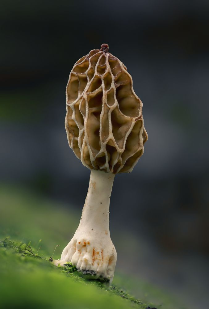 Photograph by Valdir Hobus