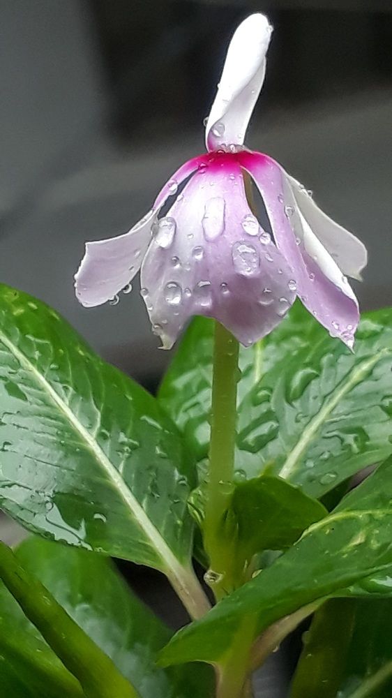 Photograph by Neel Bonna