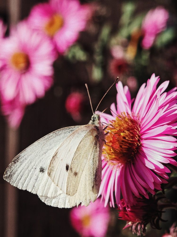 Photograph by Nastassia Krychautsova