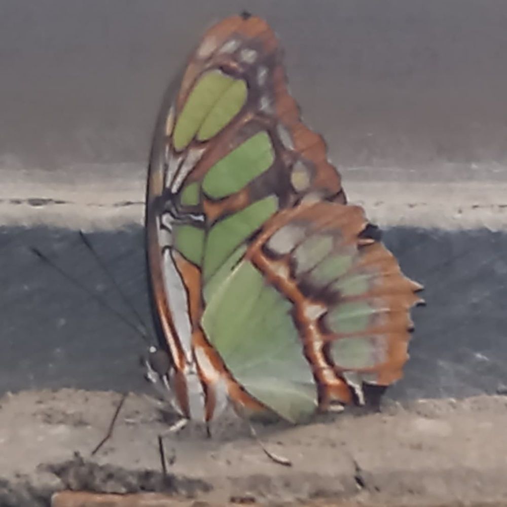 Фотография автора Nieves Gloria Alvarez Diaz