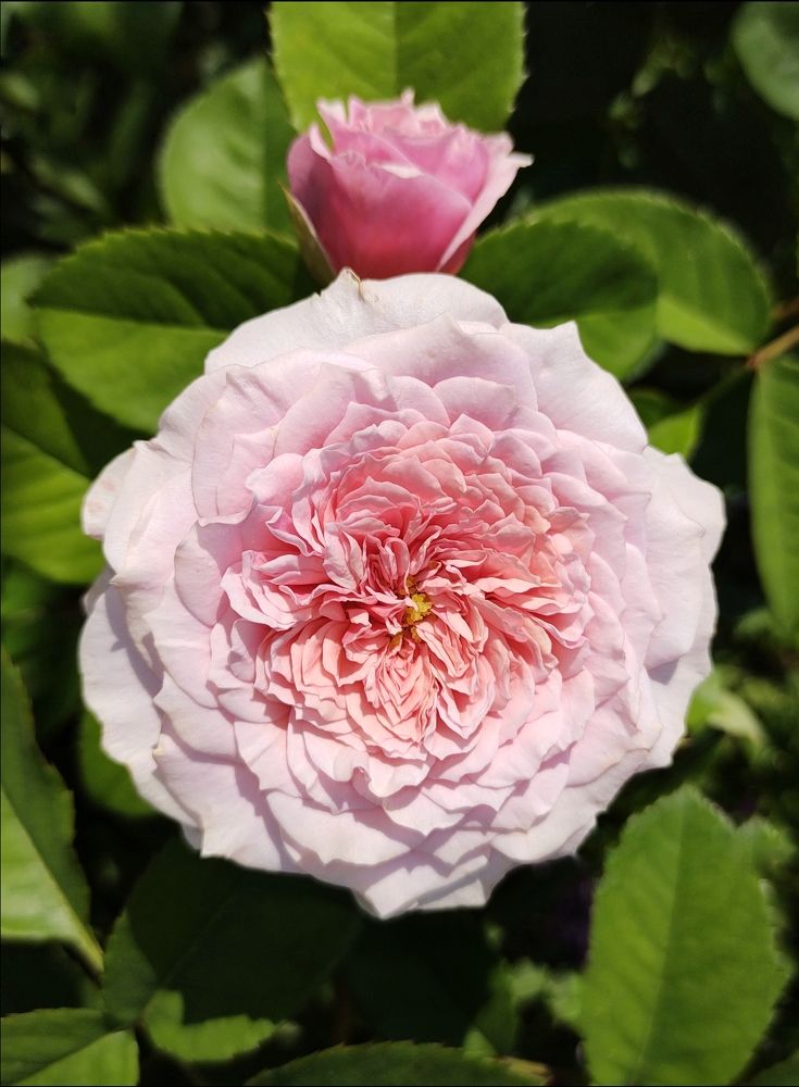 Photograph by Оксана Лоншакова