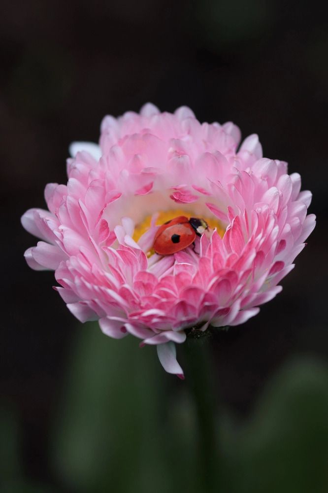 Photograph by Екатерина Леонова