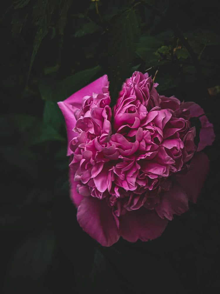 Фотография автора Ксения Шляйхер