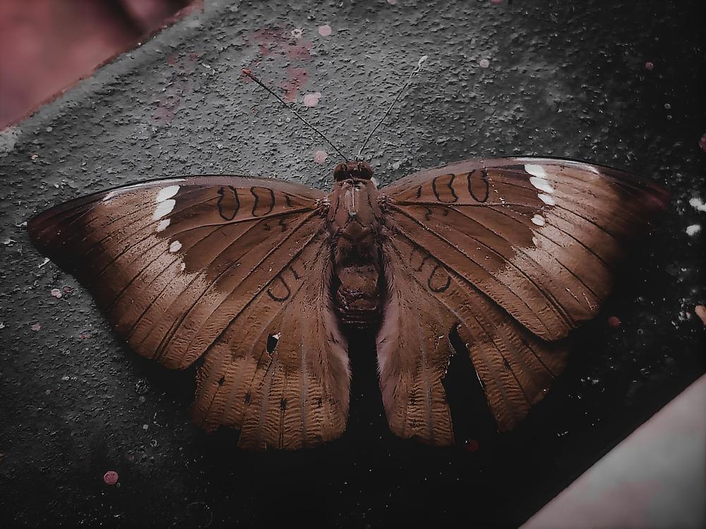 Photograph by Ambewadikar sourabh