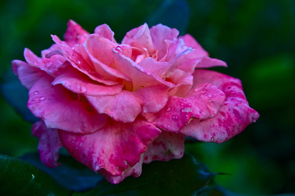 Photograph by Евгений Козлов