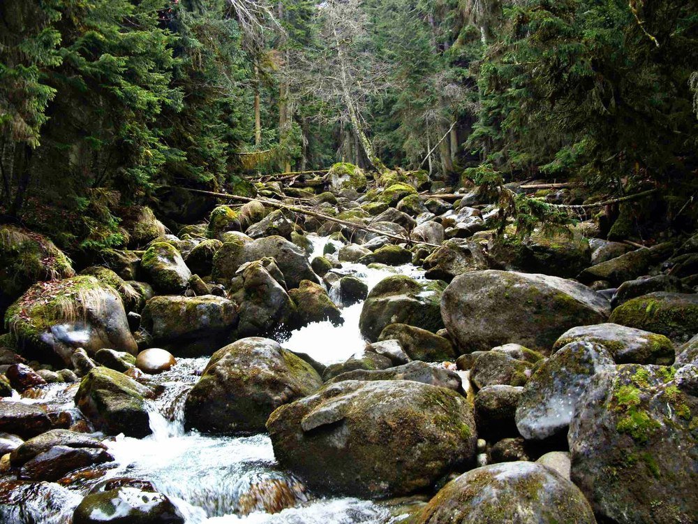 Камни,ели и вода