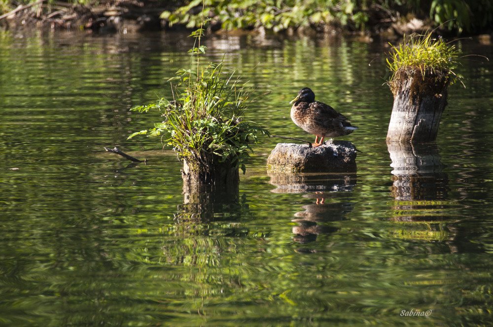 Photograph by Sabina Braginski