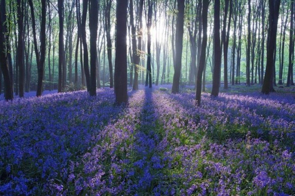 Безмятежность.