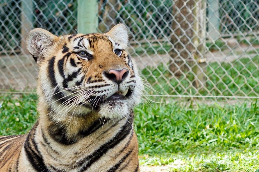 Грация и мощь