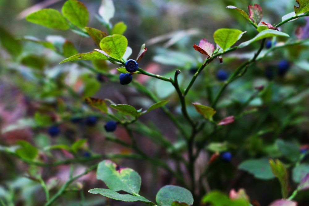 Photograph by Вера Черенцова