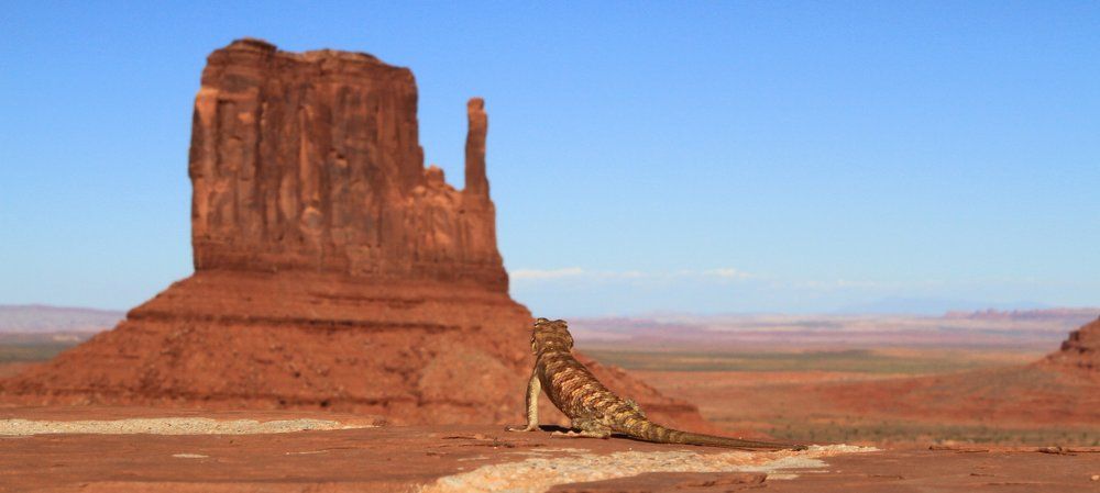 Эх... мне бы крылья....