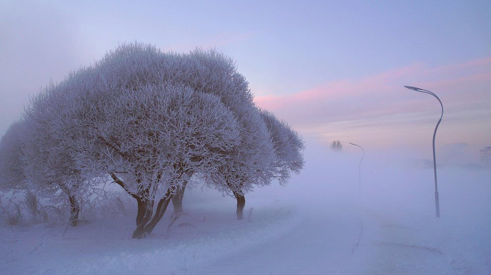 Зимняя пелена в Муринском парке. Санкт-Петербург.