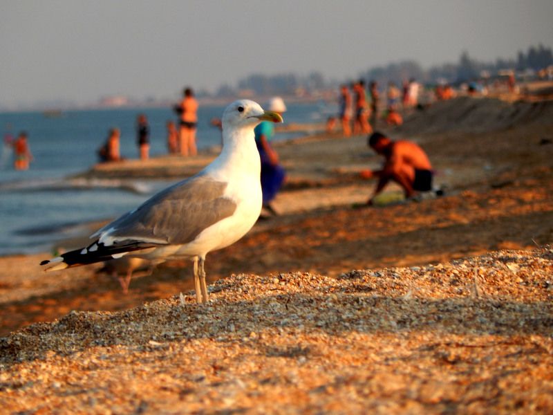 Екатерина, Ukraine