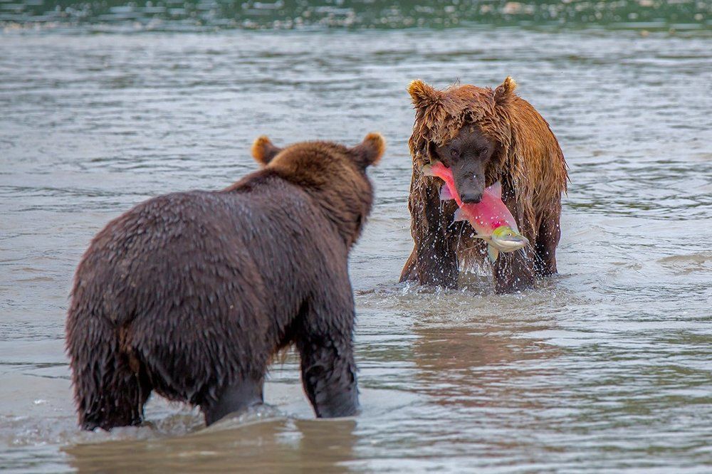 Это мой лосось!!