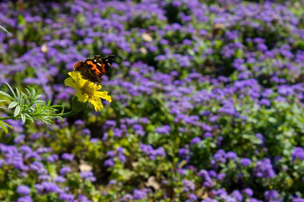 Photograph by Антон Капанин