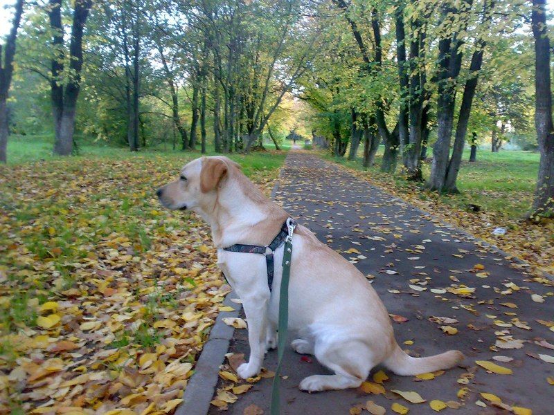 Матюшев Михаил александрович, Russia