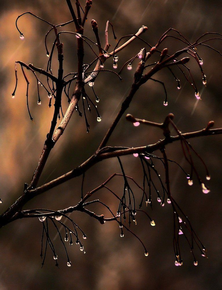 Первая капель.