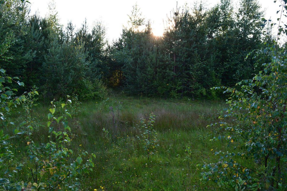 Волшебный русский лес