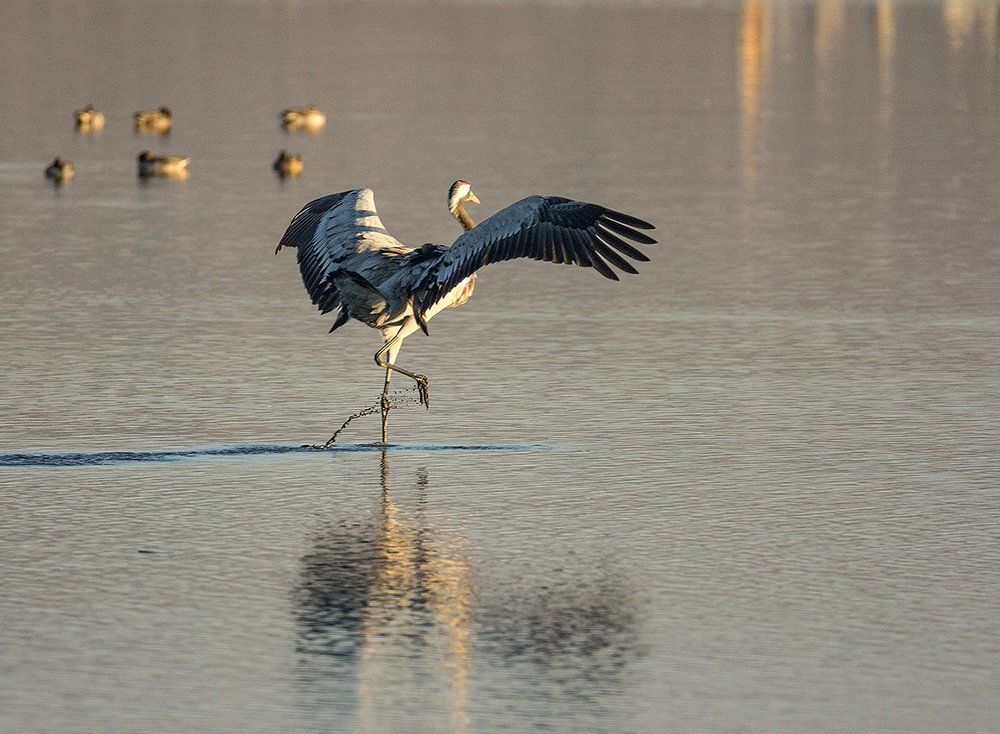 Танцы на воде