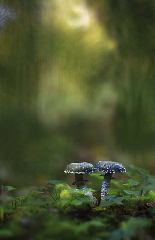 Viktor Shnayder, Germany