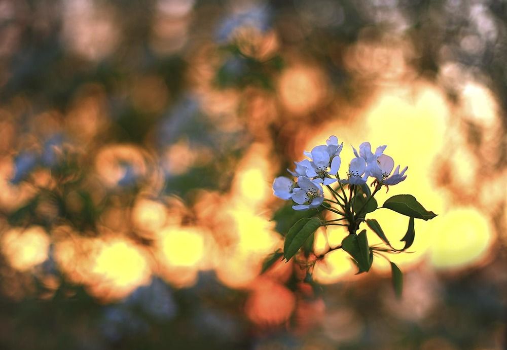 Весенний пожар.