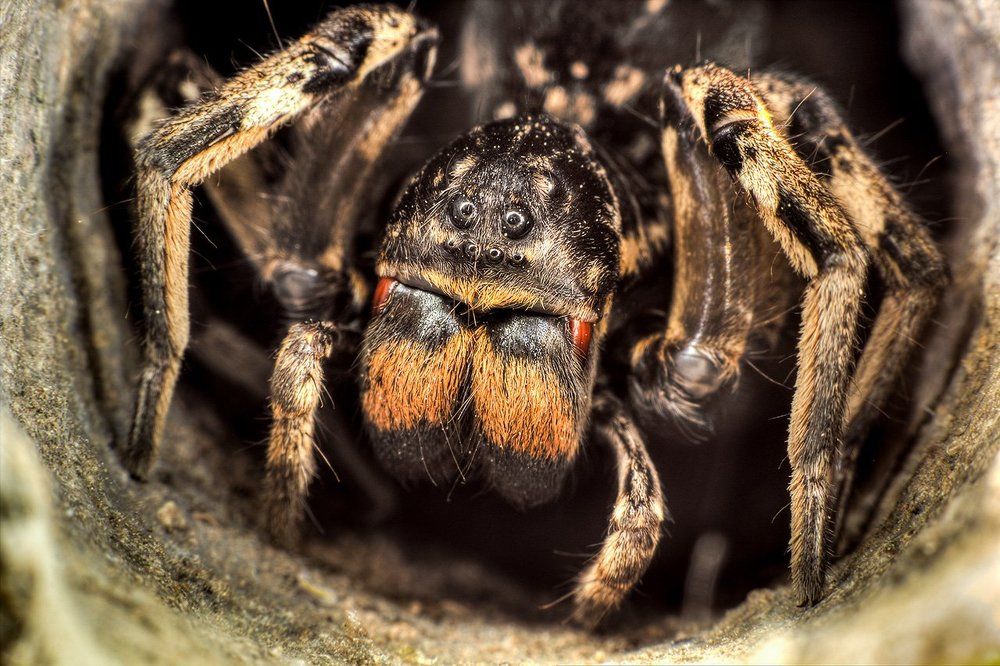 Южнорусский тарантул