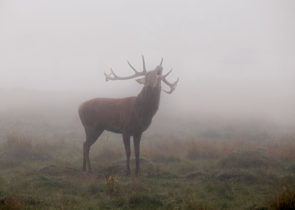 Песнь короля