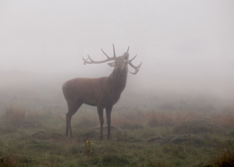 Oksana Merzlikina, Great Britain