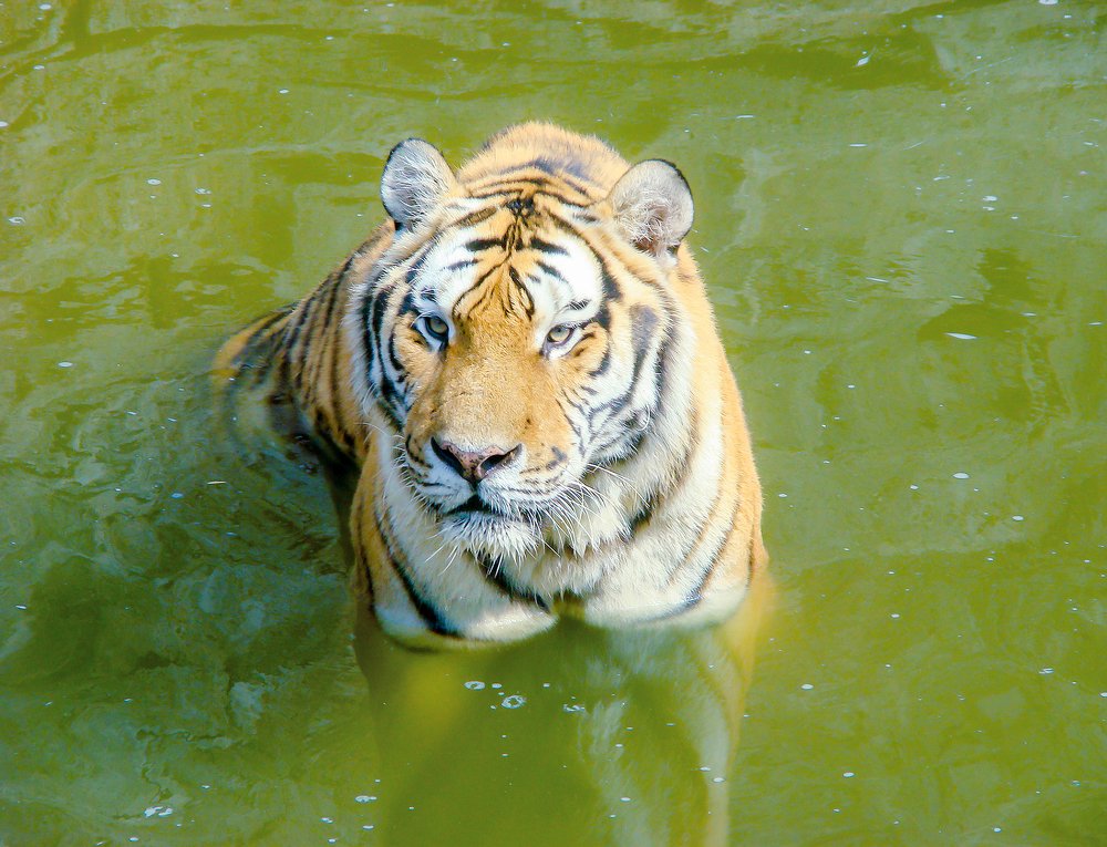 Безмятежность Тигра