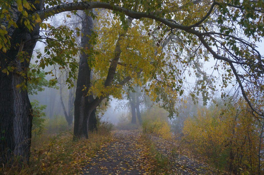 Осенний туман