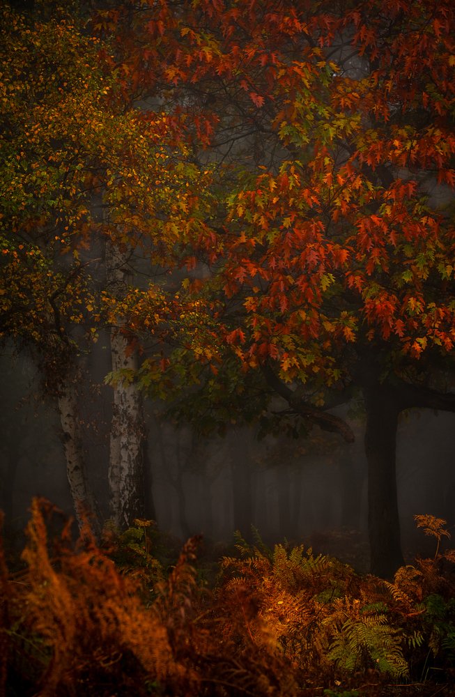 Осень в парке