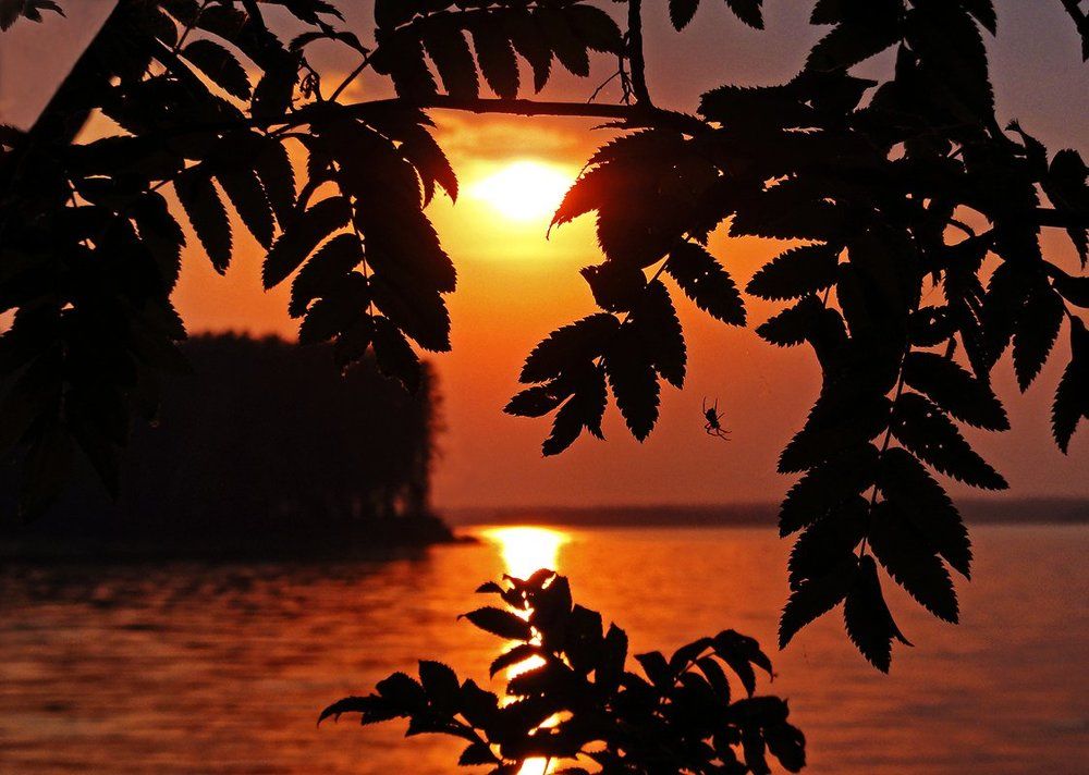 Паучок на закате