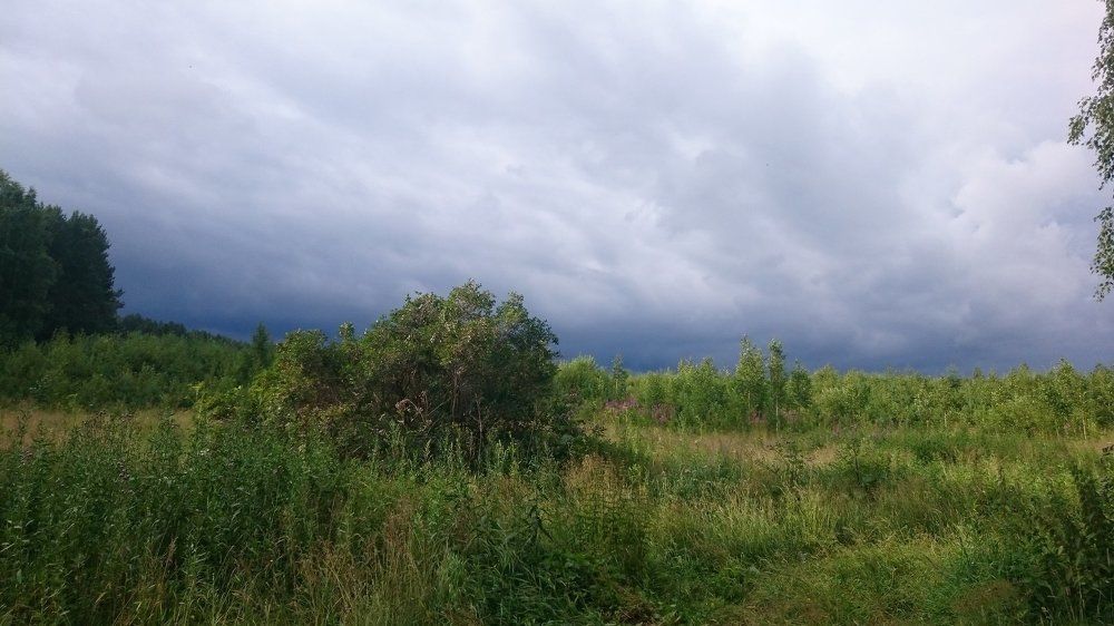 Перед грозой
