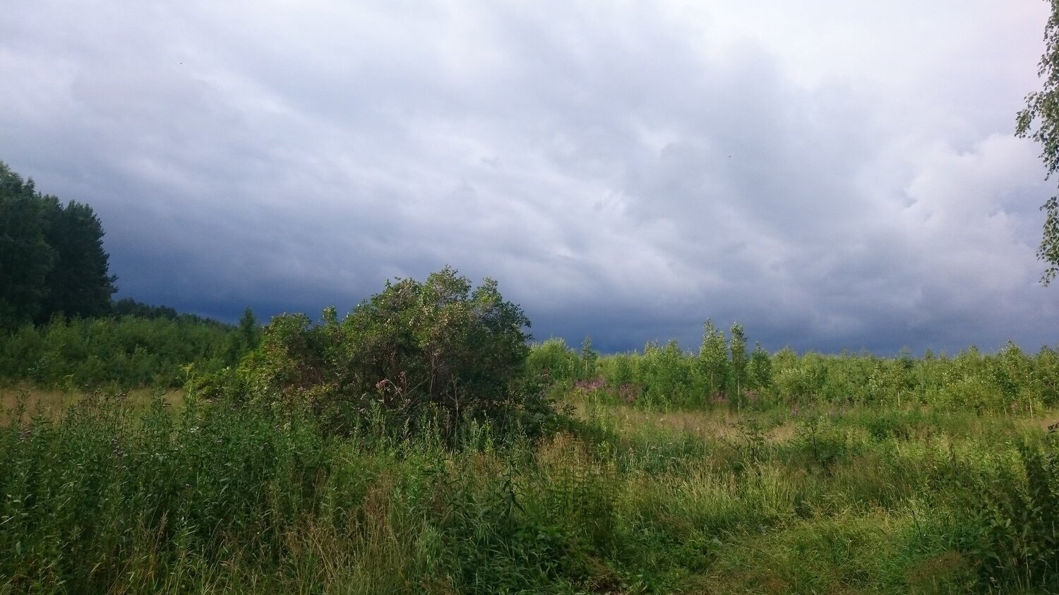 Перед грозой
