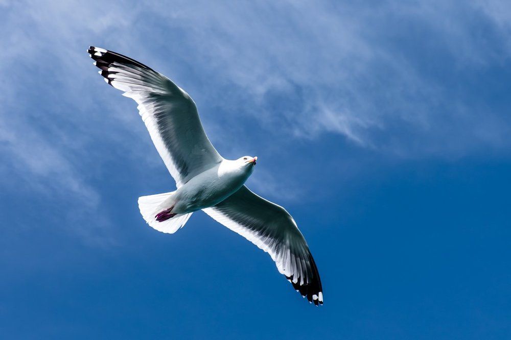 Дневной дозор