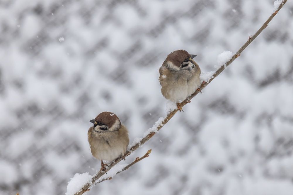 Photograph by Хабаров Сергей