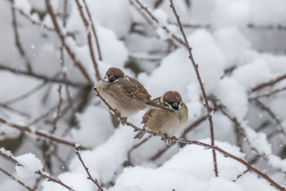 Photograph by Хабаров Сергей
