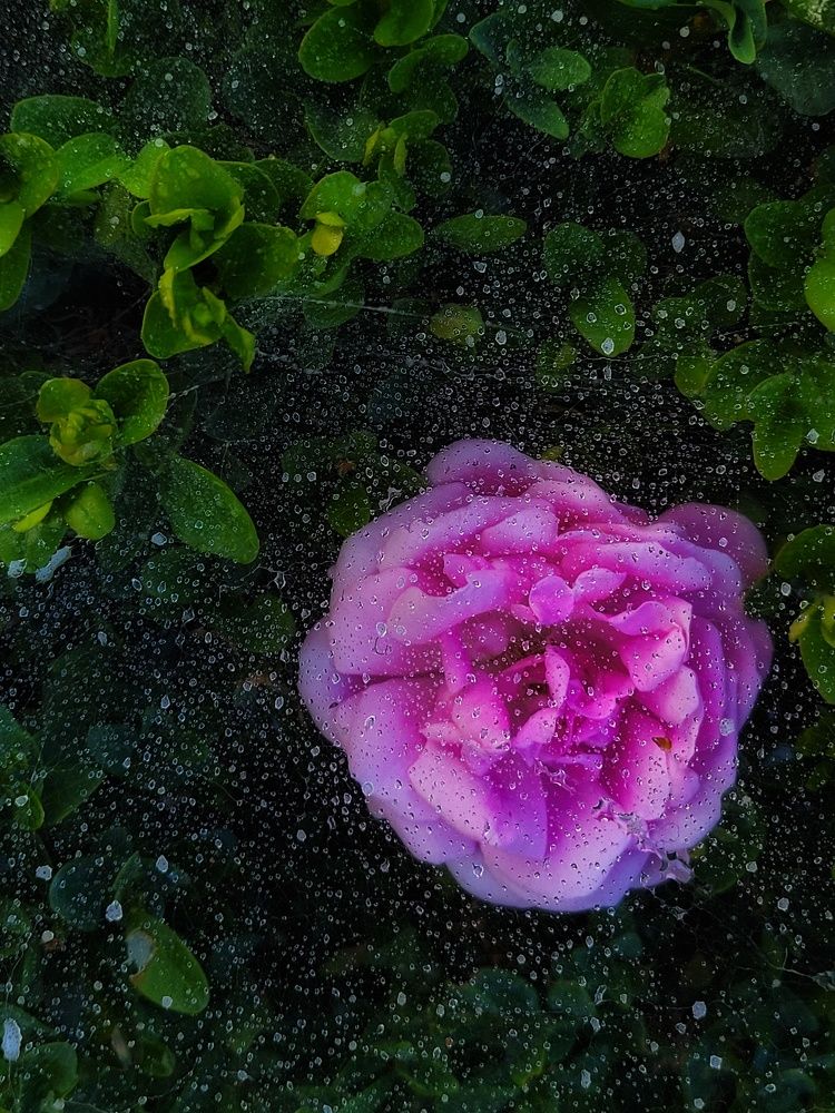 Photograph by Алина