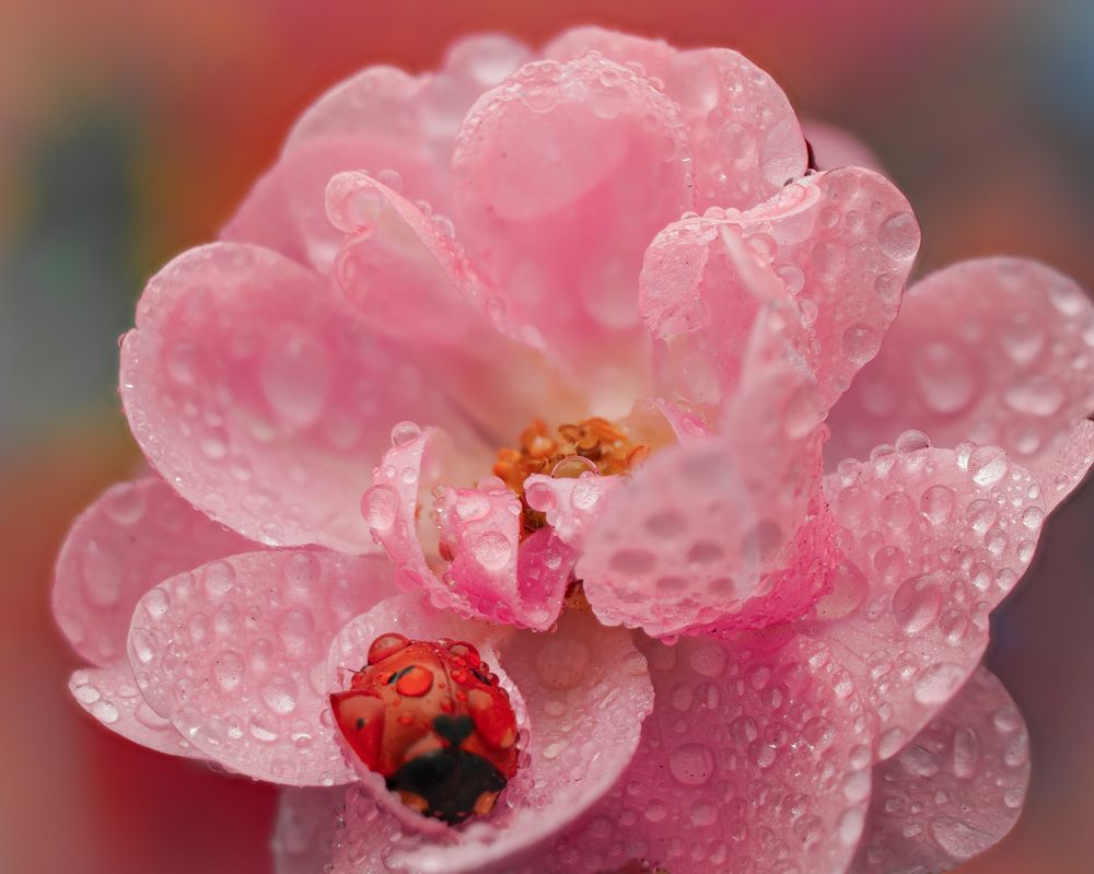 Photograph by Анастасия Подгрушная