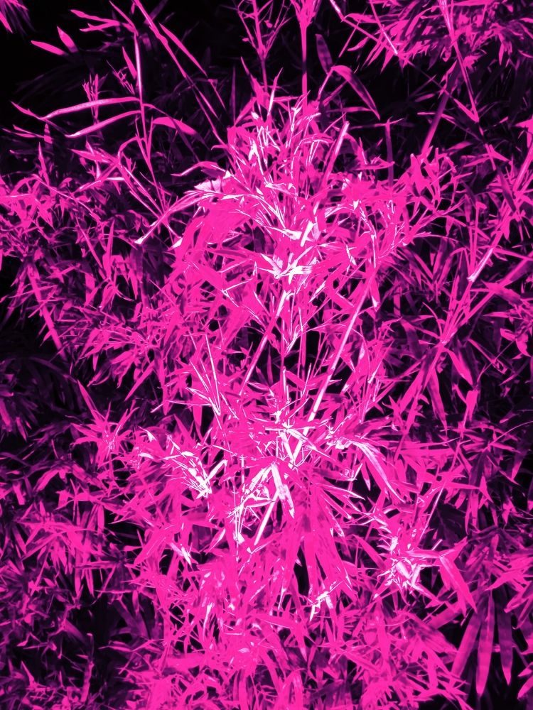 Photograph by Kapil Singh