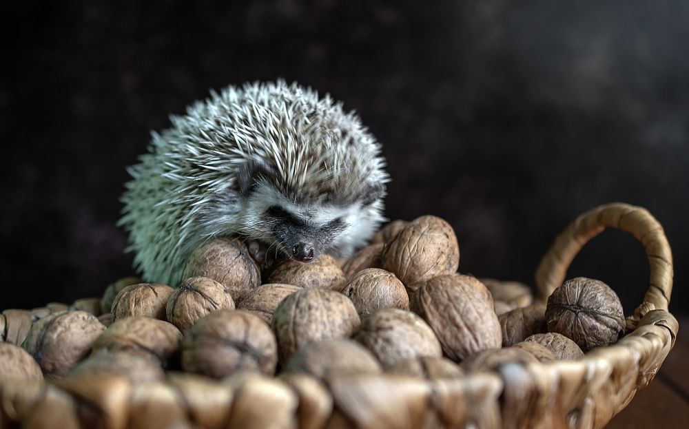 Photograph by Людмила Железнова